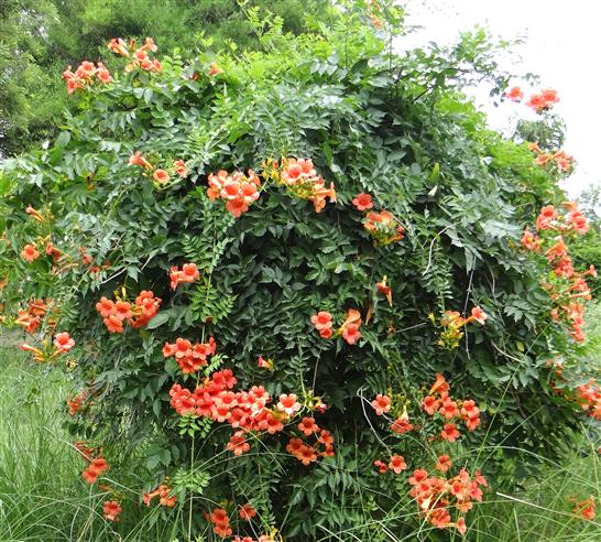 Campsis radicans